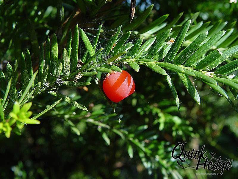 Taxus baccata/ Eiben  Heckenelemente