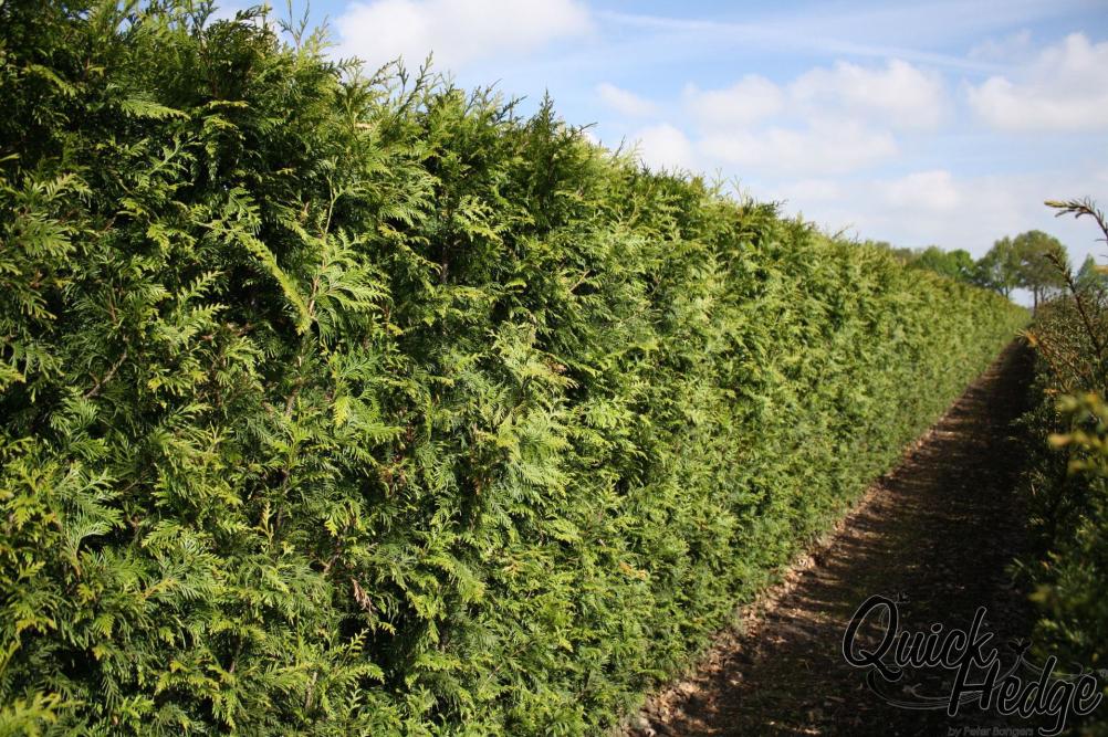 ebensbaum 'Excelsa' (Thuja plicata 'Excelsa')