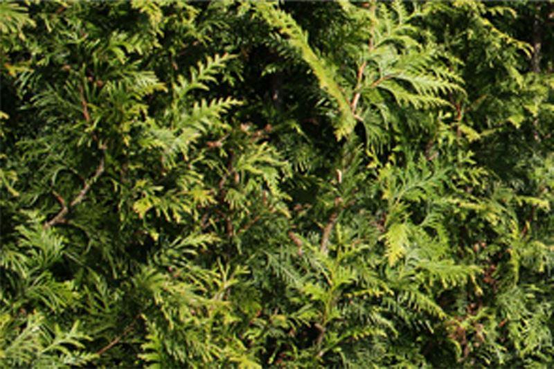 Lebensbaum 'Excelsa' Thuja plicata 'Excelsa'