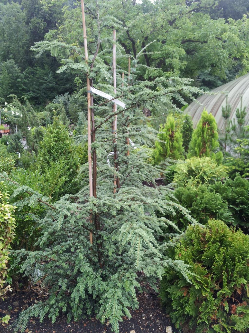Tsuga heterophylla 'Glauca'