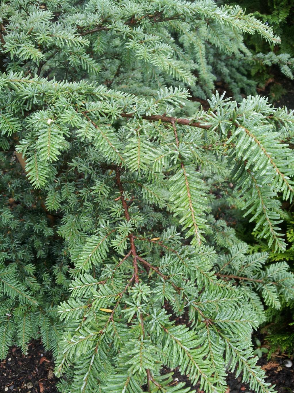 Tsuga heterophylla 'Glauca'