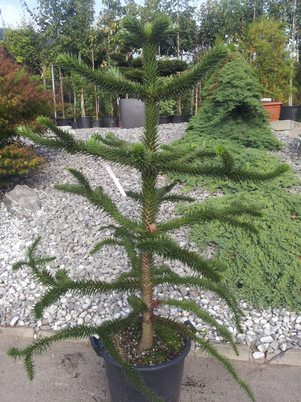 Araucaria araucana