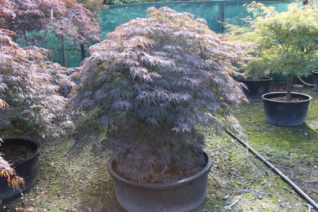 Japanischer Ahorn, Fächerahorn