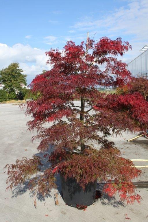 Japanischer Ahorn, Fächerahorn