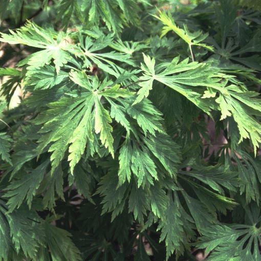 Japanischer Feuer-Ahorn