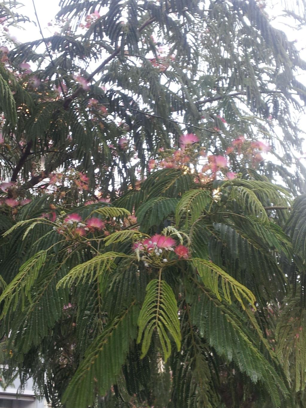 Seidenbaum-Leguminosae