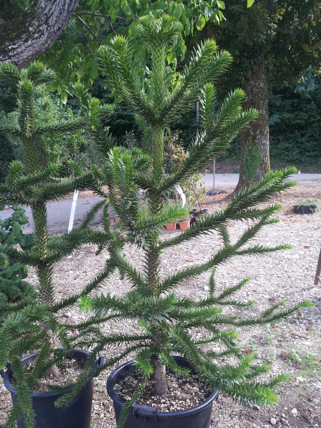 Araucaria araucana 140-160