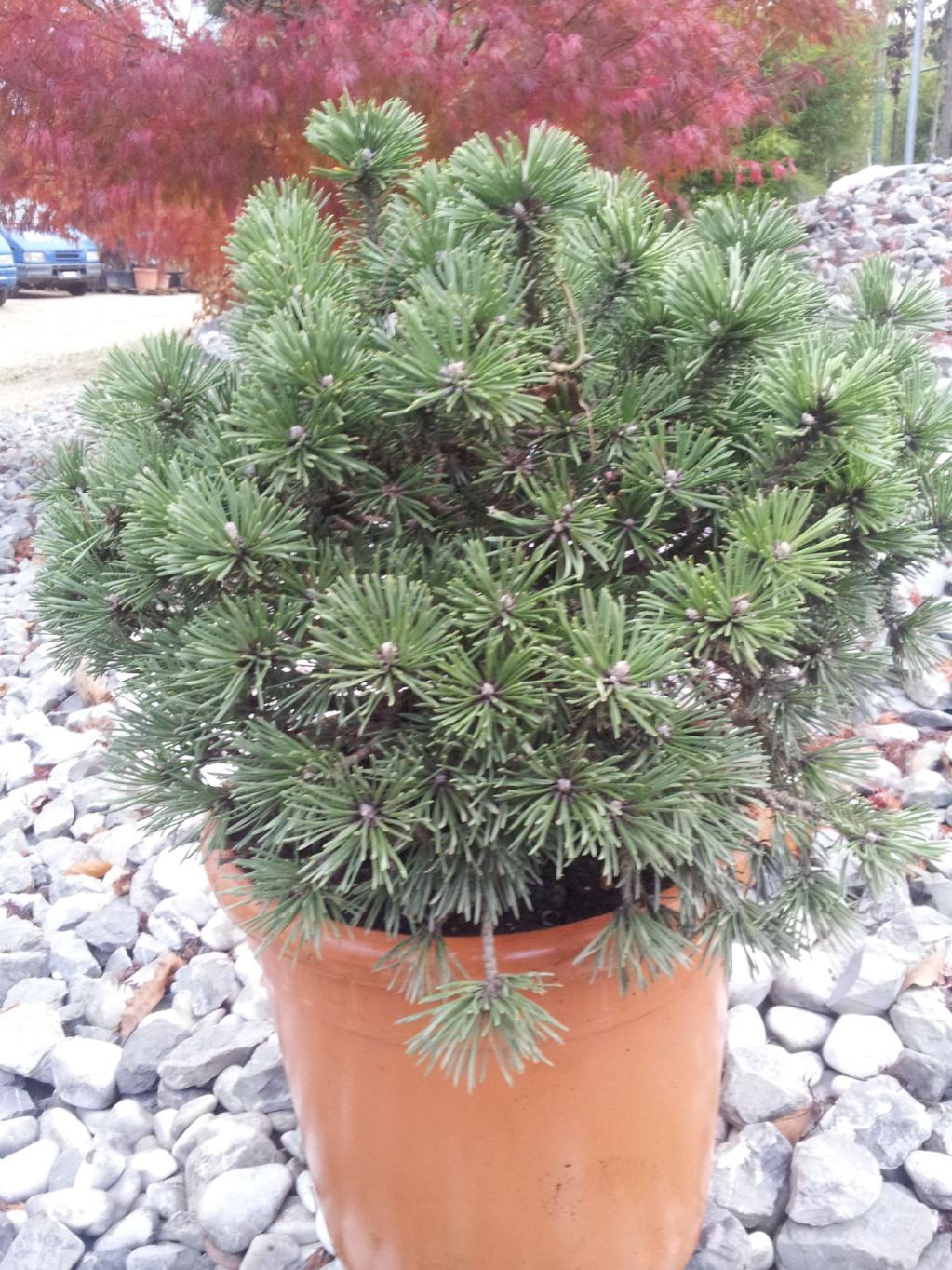 Strauch, Kugelförmig, Zwergform