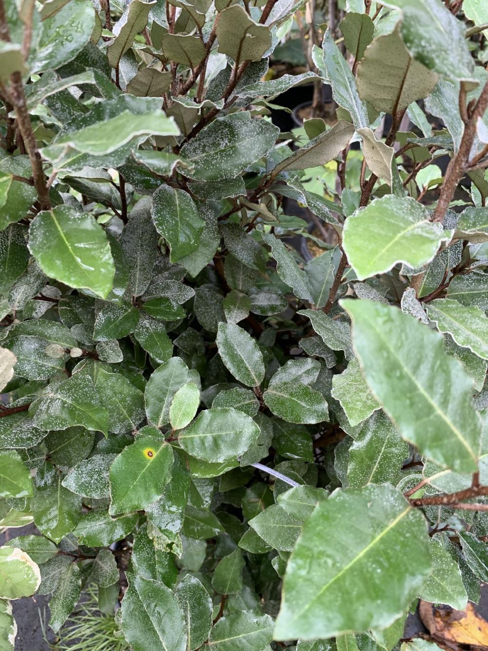 Elaeagnus ebbingei / Ölweide