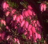 Erica carnea 'Myretoun Ruby'