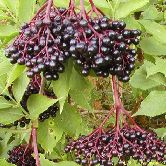 Sambucus nigra 'Haschberg')