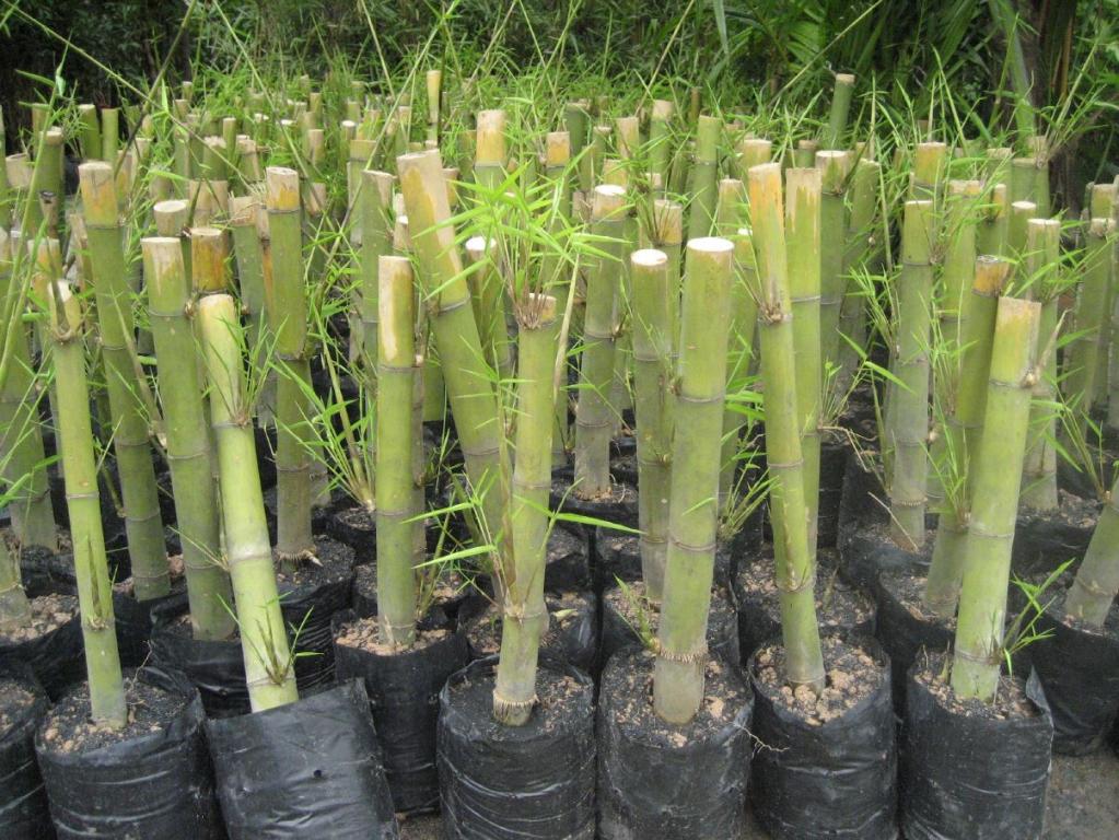 Bambus  Vermehrung