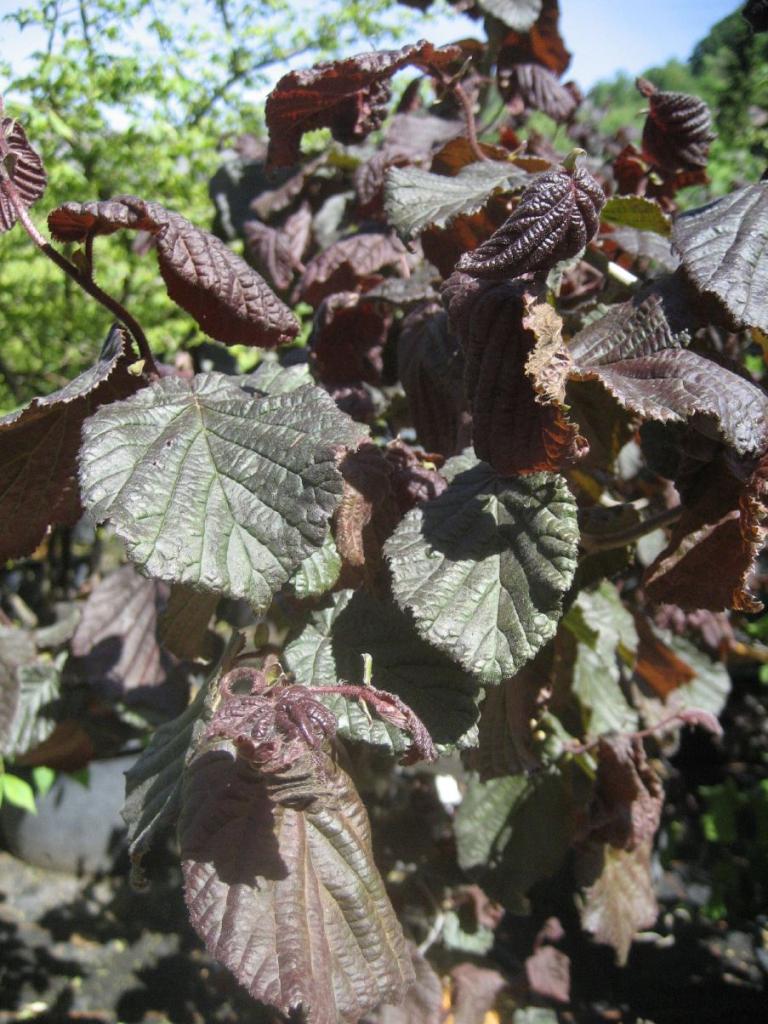 Corylus maxima 'Red Majestic'  ®