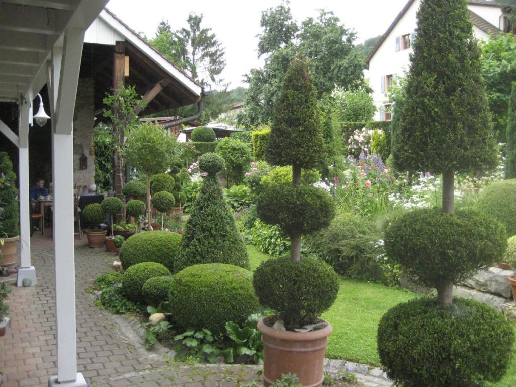 Buchs Formschnitt