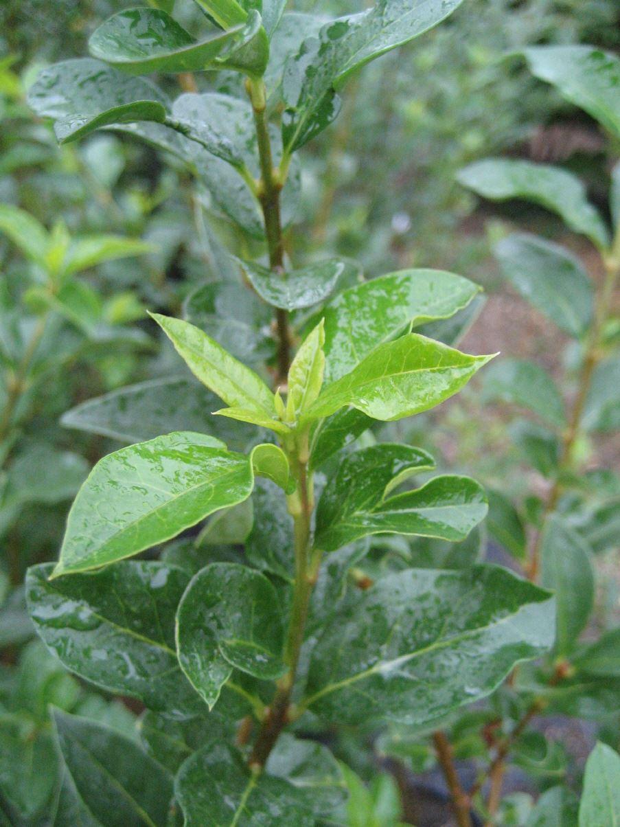 Liguster ovalifolium: 