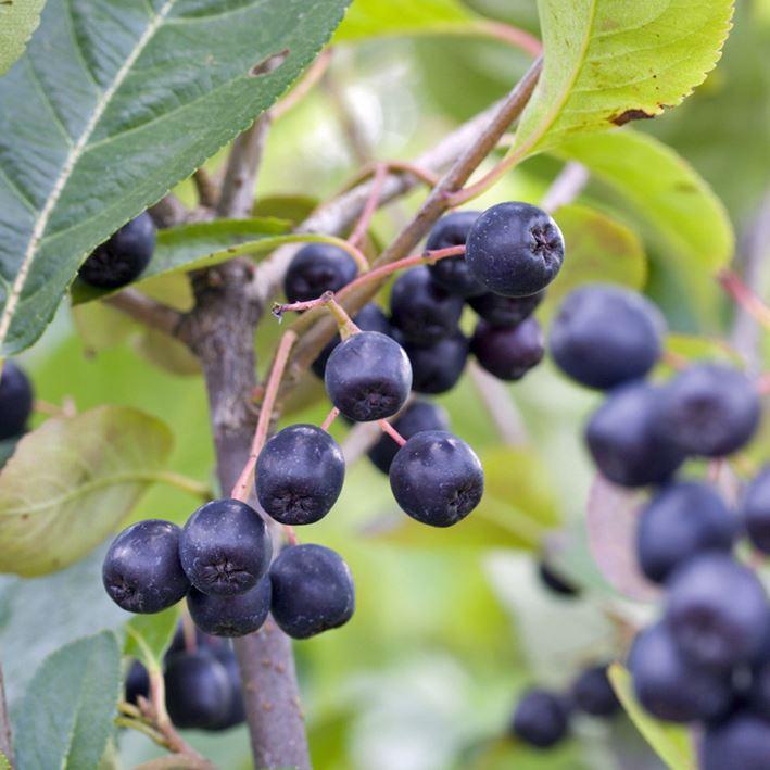Aronia melanocarpa 'Nero'
