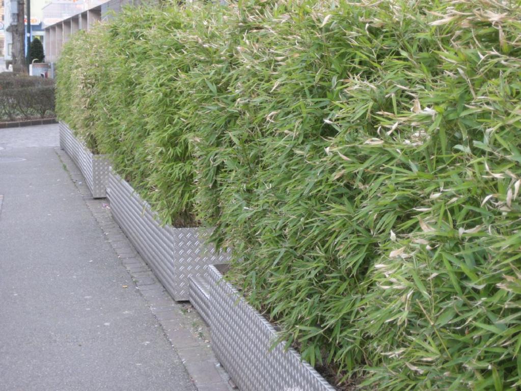 Bambushecke im Winter