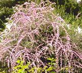 Buddleia alternifolia