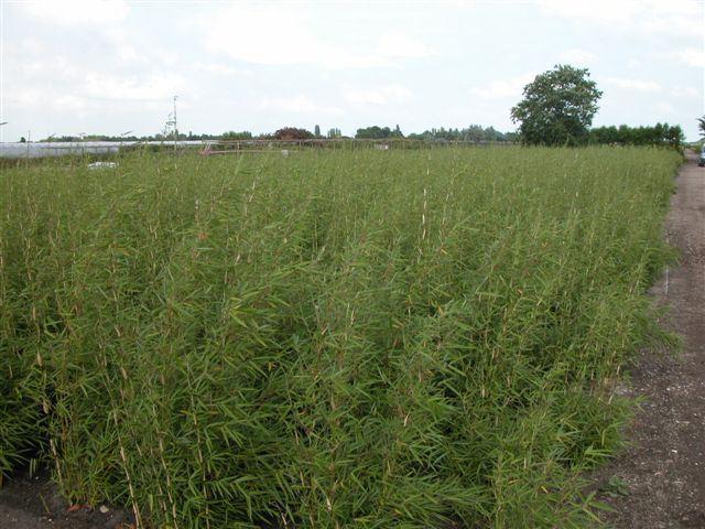 Fargesia robusta 'Campbell'