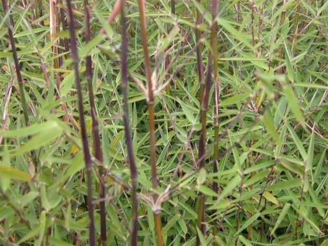 Fargesia nitida ‘Jiuzhaigou 1‘ / Bambus'