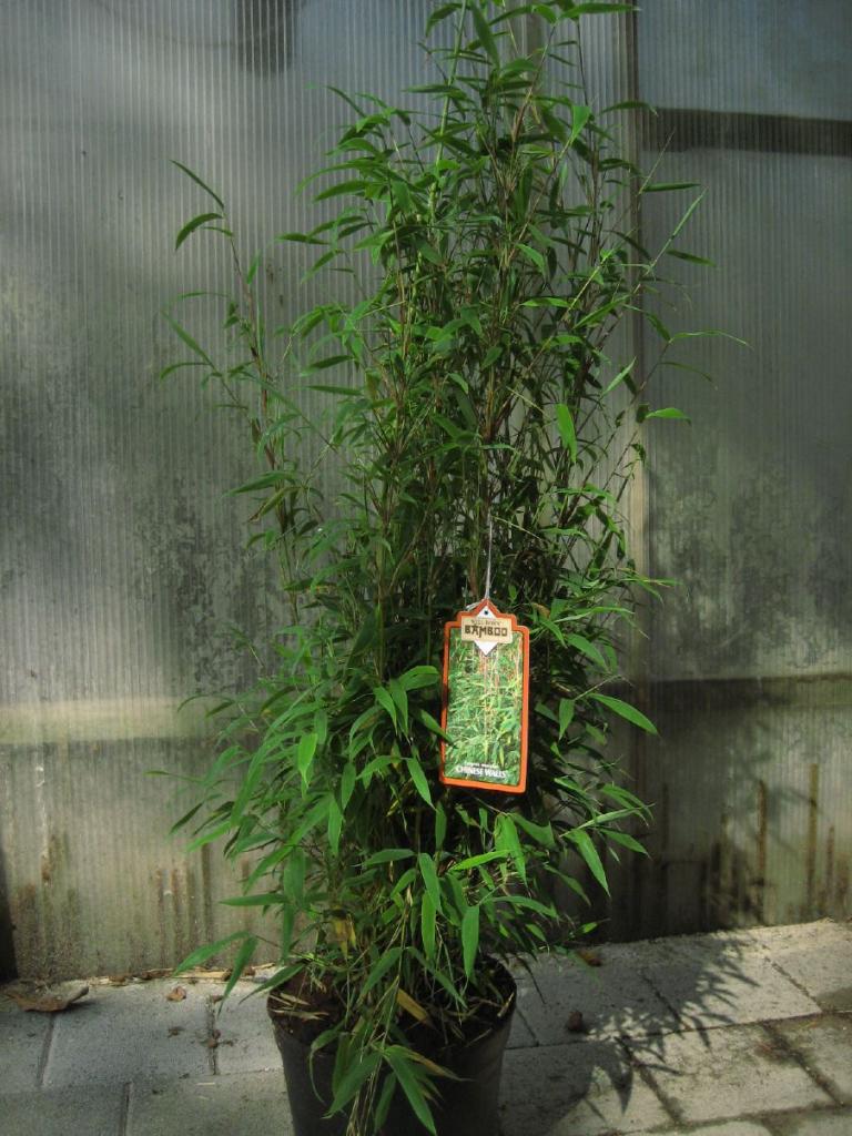 Fargesia murielae (murieliae) 'Chinese Wall'®