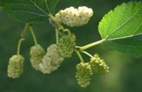 Morus alba  'White Wonder'