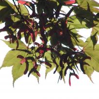 Acer circinatum / Weinahorn