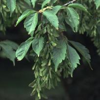 Acer cissifolium / Cissusblättriger Ahorn