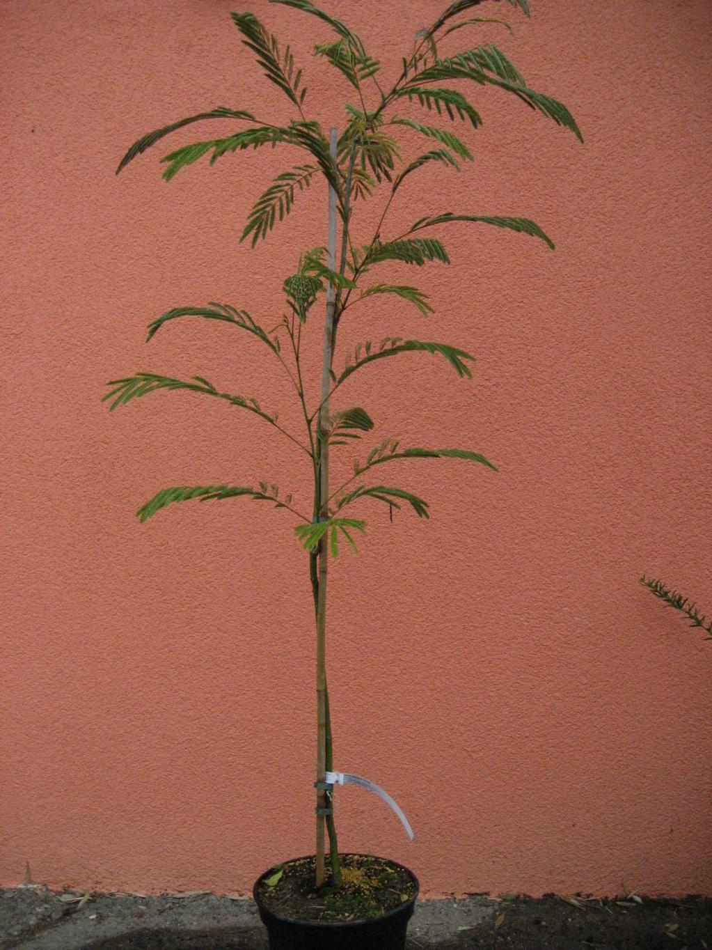 Albizia julibrissin Ernest Wilson - Seidenbaum