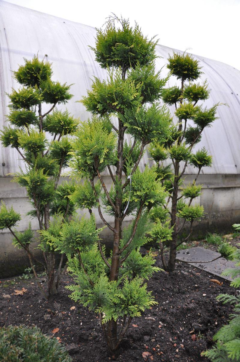 Formschnitt 'Pom Pom'