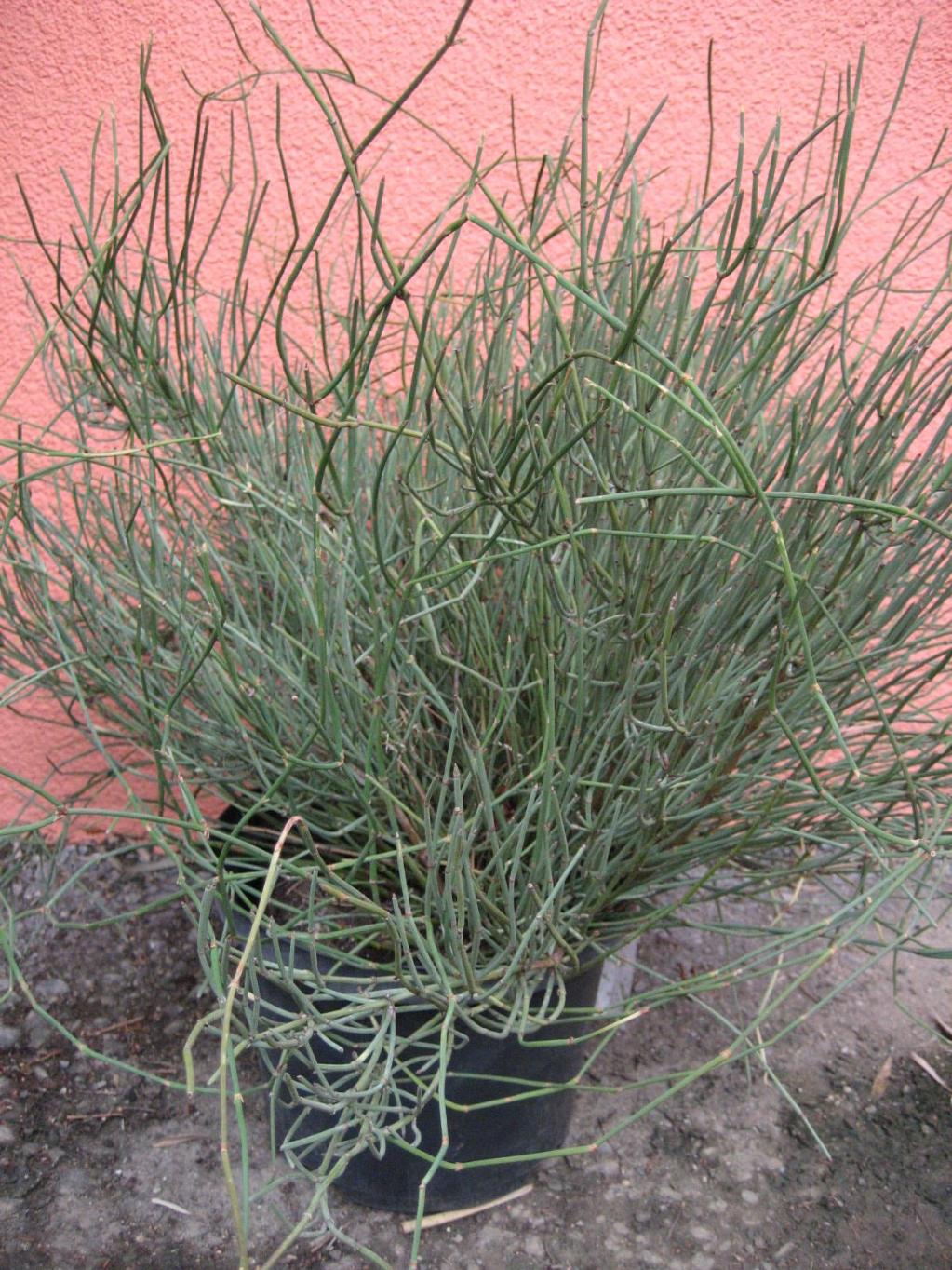 Ephedra distachya subsp. helvetica Meerträubchen