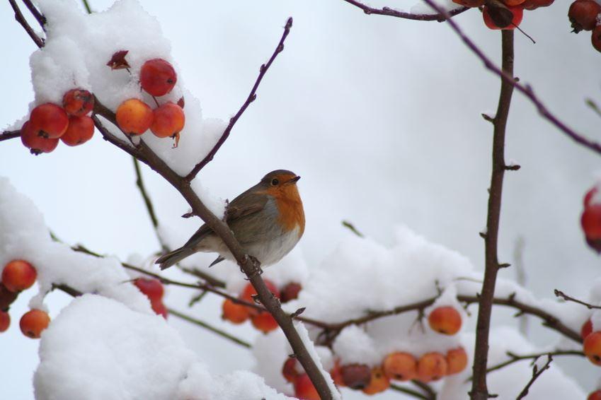 Natur- und Vogelschutzhecken-Sortiment