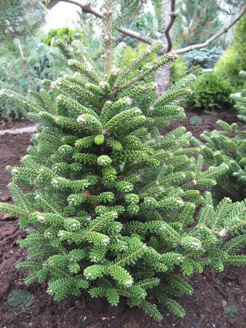Abies koreana 'Oberon' 