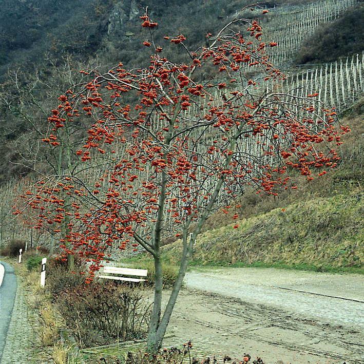 Sorbus aucuparia / Gemeine Eberesche
