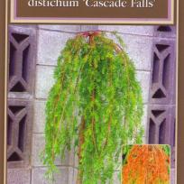 Taxodium distichum 'Cascade Falls'
