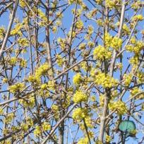 Strauchpaket 'Wildfruchthecke'