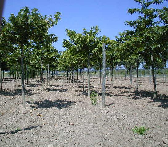 Brombeer-Platane, Kagayamae Maulbeere