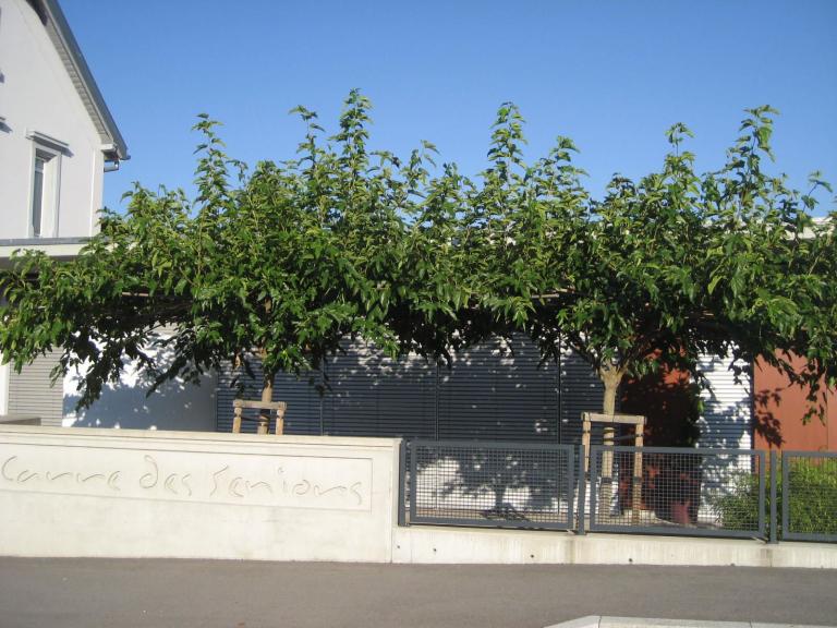 Morus - platanifolia (kagayamae)