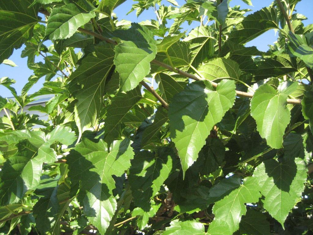 Platanenblättriger Maulbeerbaum