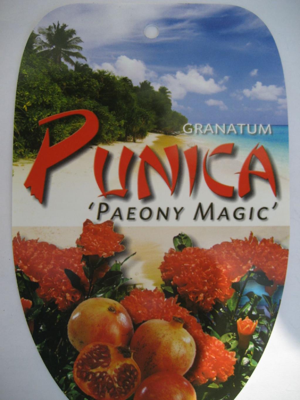  Granatapfel