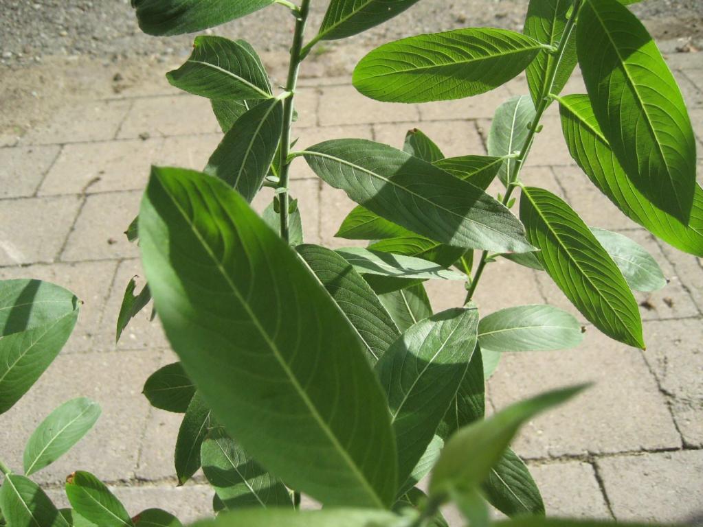 Schwarze Kätzchen-Weide