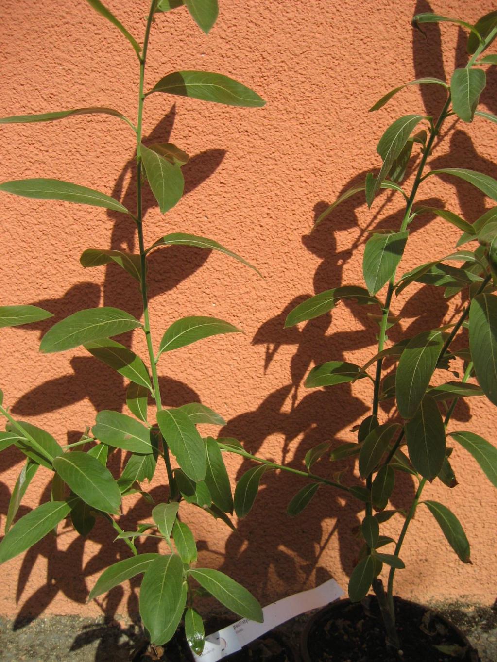 Schwarze Kätzchen-Weide