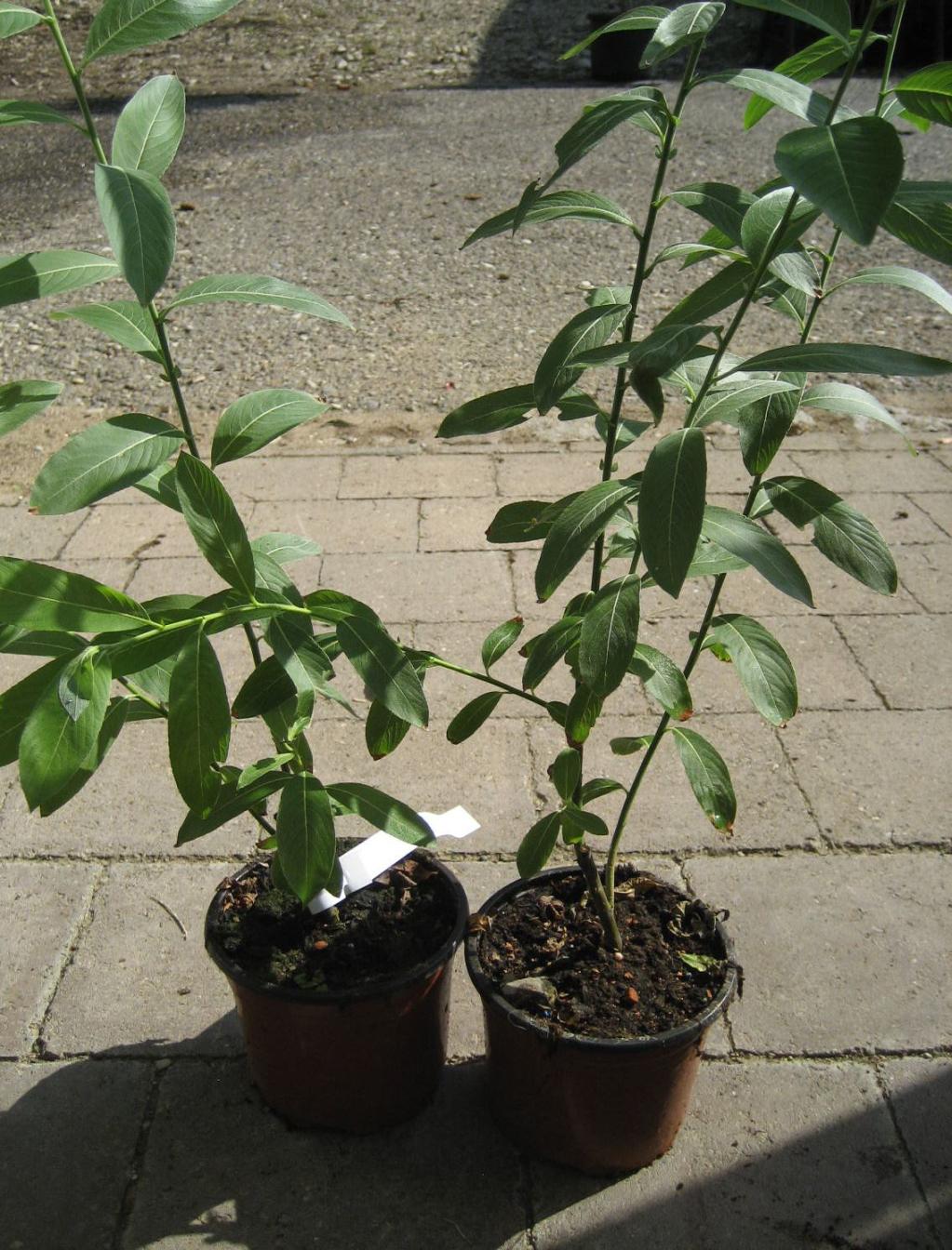 Schwarze Kätzchen-Weide