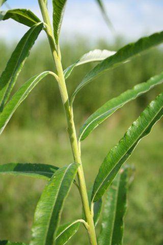 Ideale Bindeweidenart