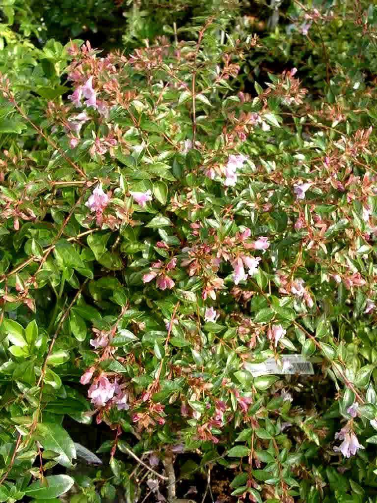 Abelia grandiflora grossblütige Abelie