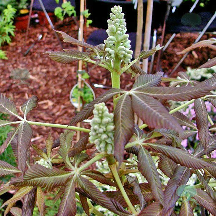 Aesculus pavia 'Koehnei'