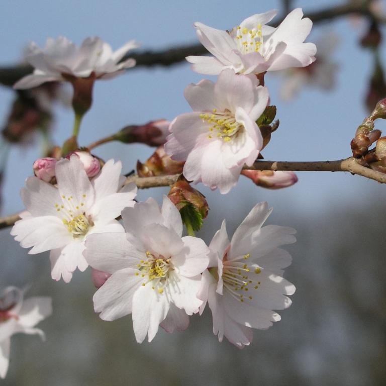 Prunus incisa "Mikinorii"