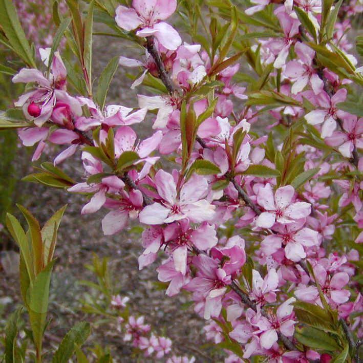 Prunus  tenella 'Fire Hill'