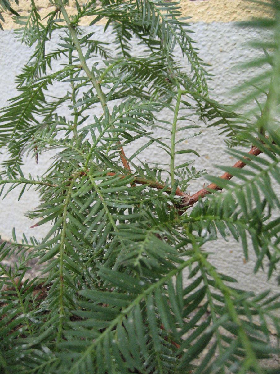 Kalifornien Mammutbaum, Redwood Küstenmammutbaum 