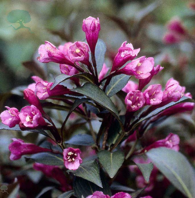 Weigela florida 'Victoria'